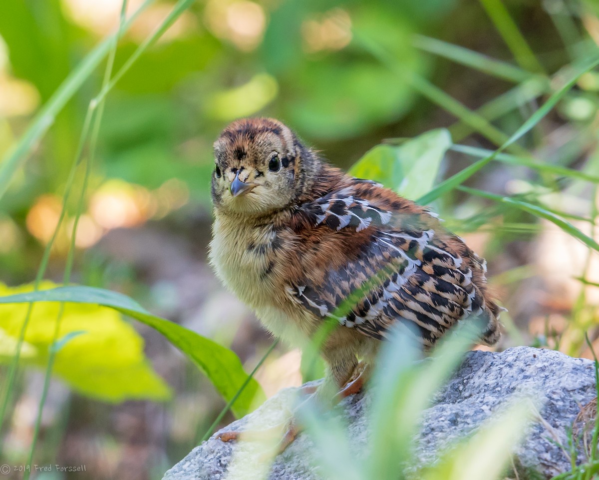 Spruce Grouse - Fred Forssell
