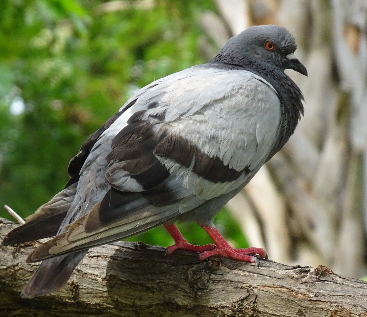 Rock Pigeon (Feral Pigeon) - Cathy Olson