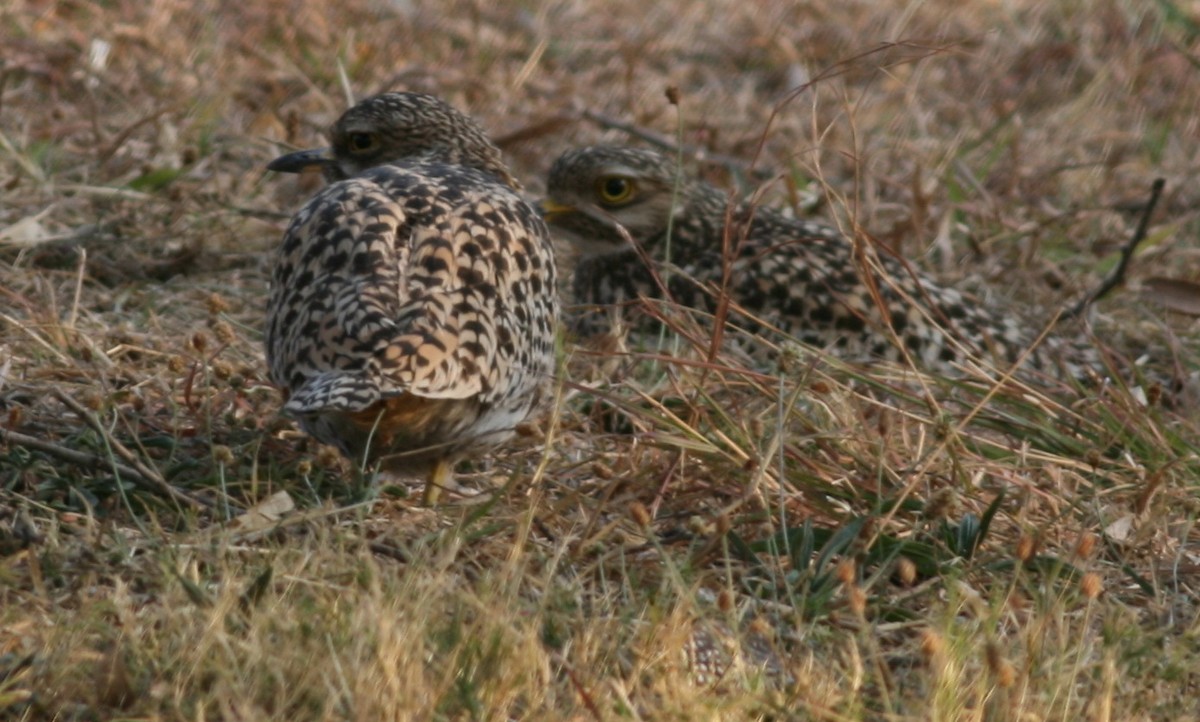 Spotted Thick-knee - ML166561451