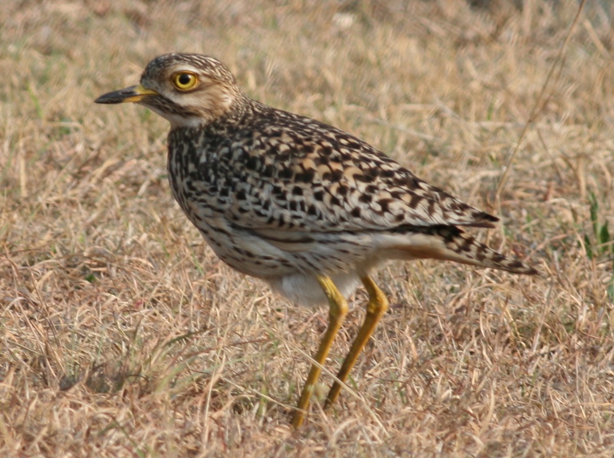 Spotted Thick-knee - Hendrik Swanepoel