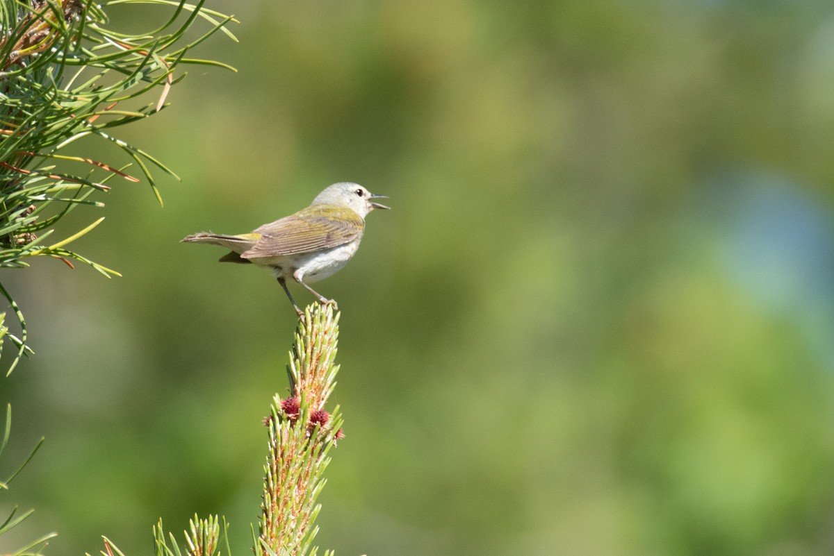 Tennessee Warbler - Robb Bell