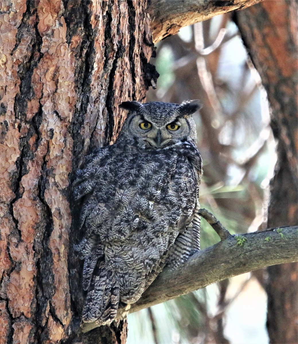 Great Horned Owl - ML166566601