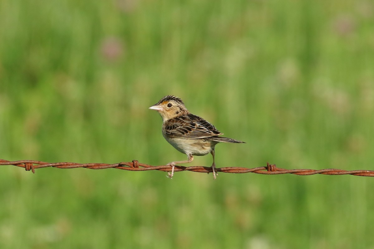 Grasshopper Sparrow - ML166567001