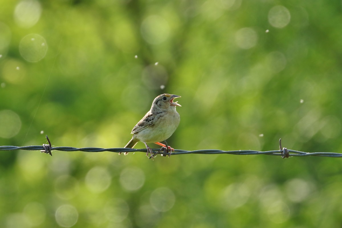 Grasshopper Sparrow - ML166567021