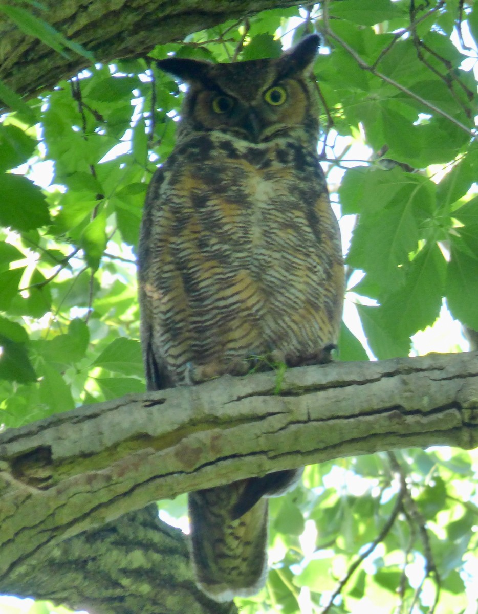 Great Horned Owl - ML166567821