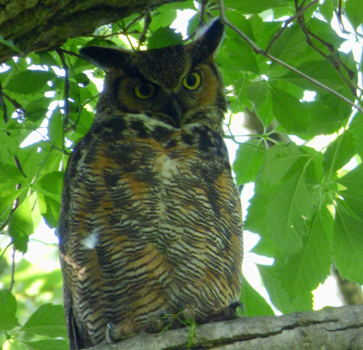 Great Horned Owl - ML166567841