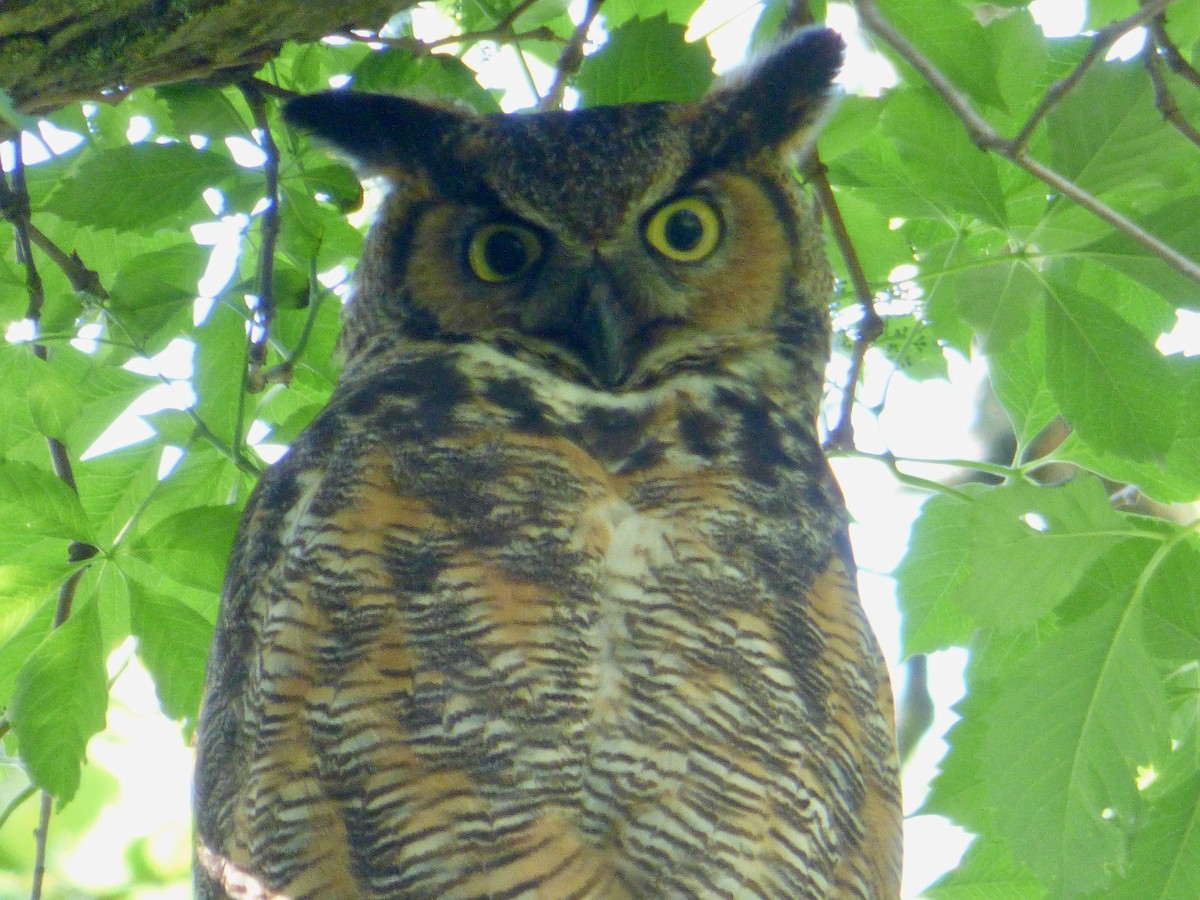 Great Horned Owl - ML166567861