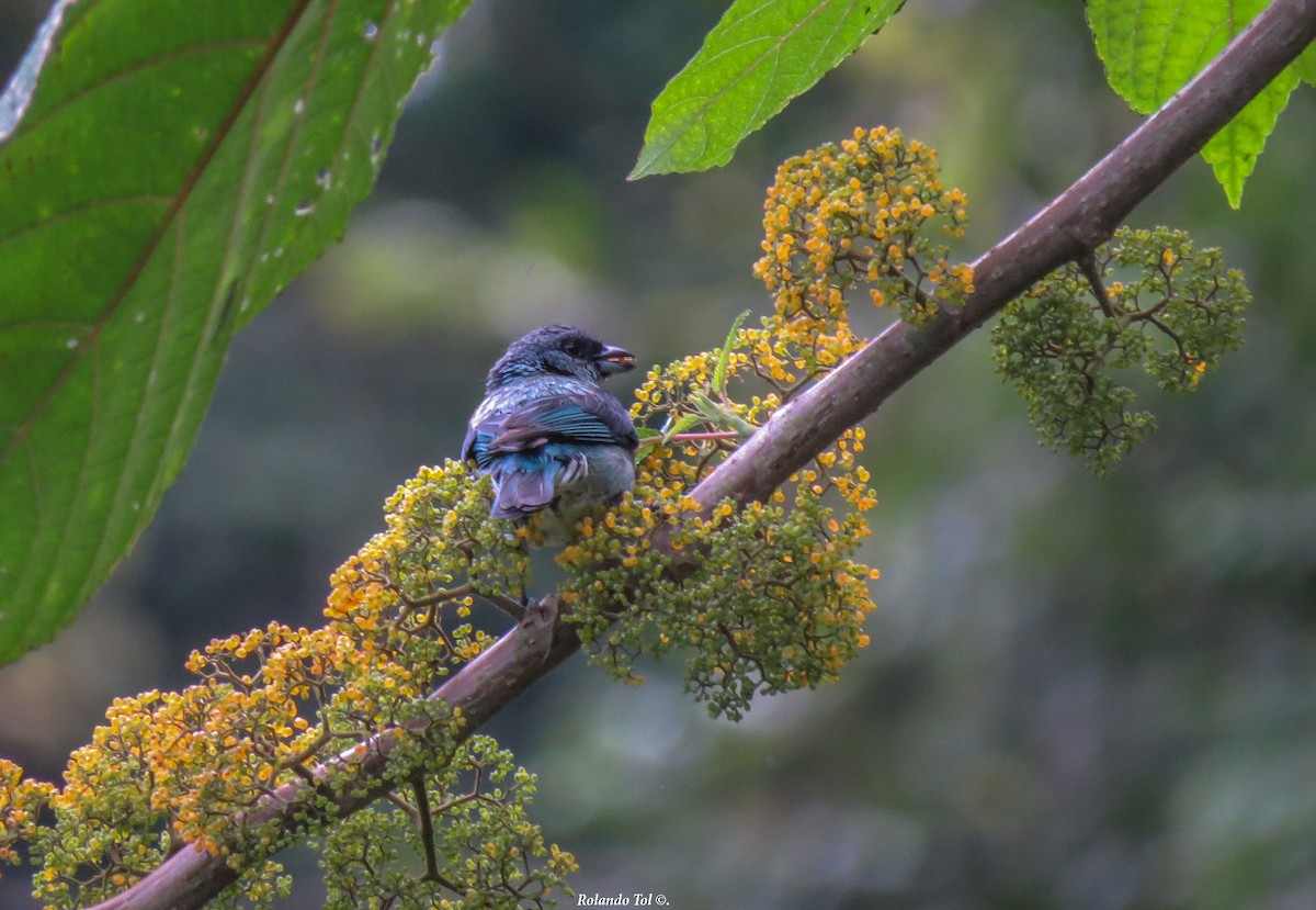 Azure-rumped Tanager - ML166569451