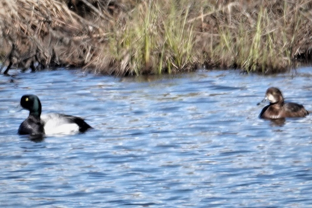 Greater Scaup - Mark Robbins