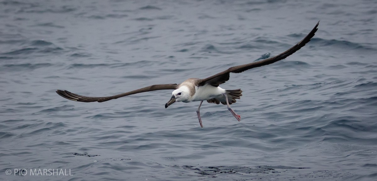 Black-browed Albatross - Pio Marshall