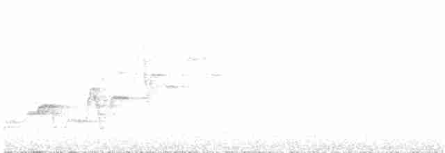Дрізд-короткодзьоб Cвенсона - ML166572751