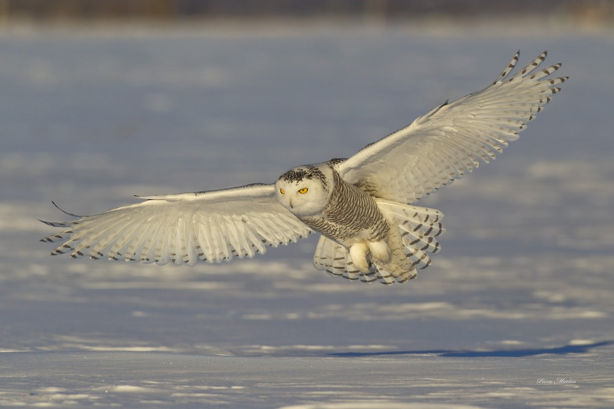 Snowy Owl - ML166573431
