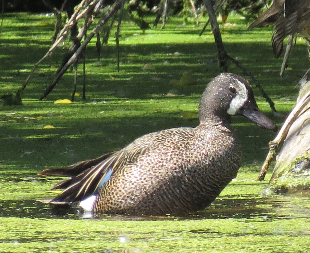 Blue-winged Teal - ML166576001