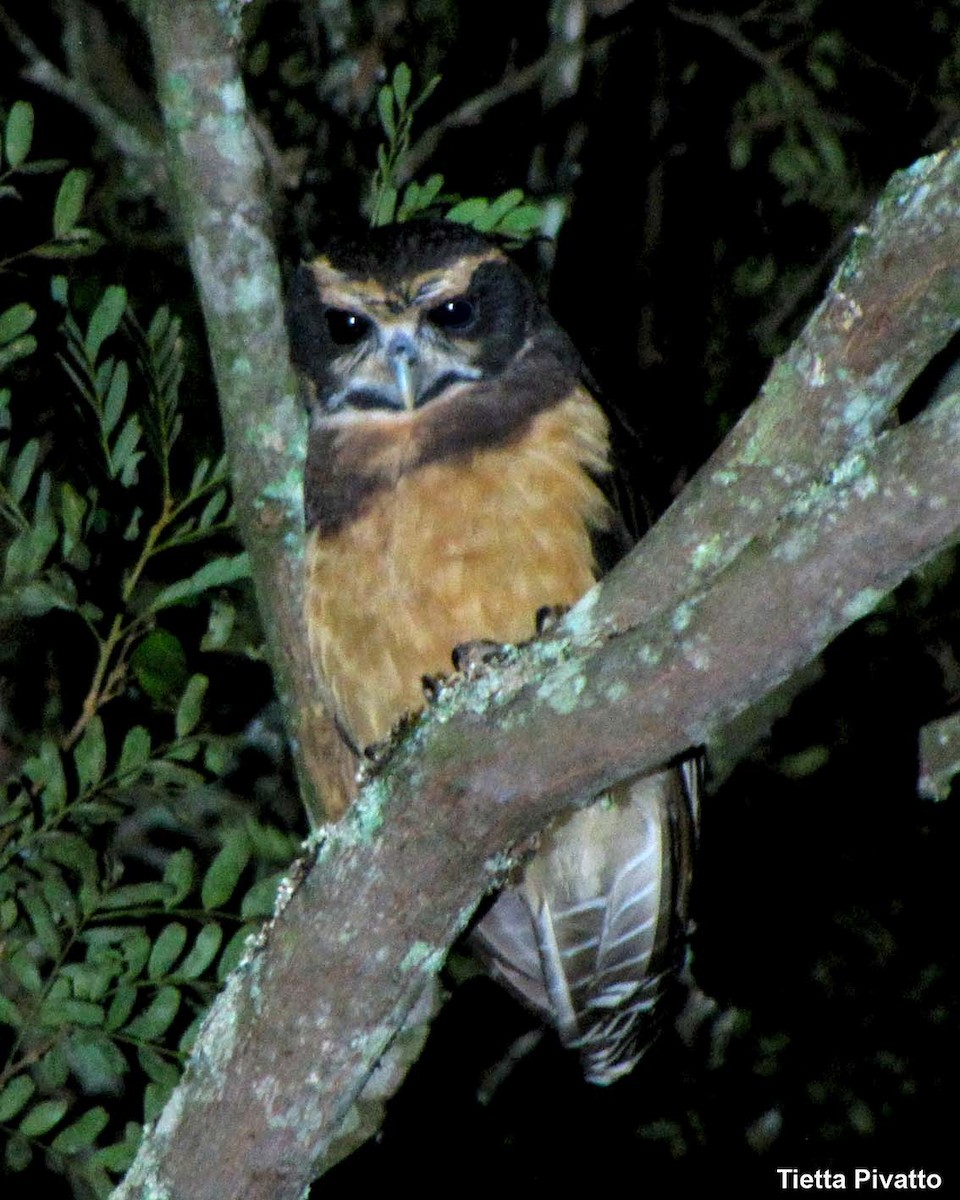 Tawny-browed Owl - ML166577571