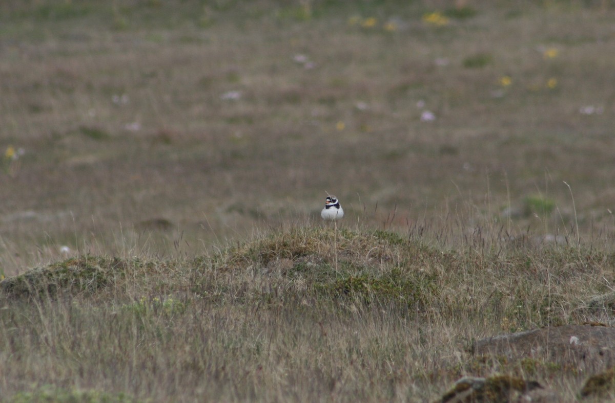 Common Ringed Plover - ML166583521
