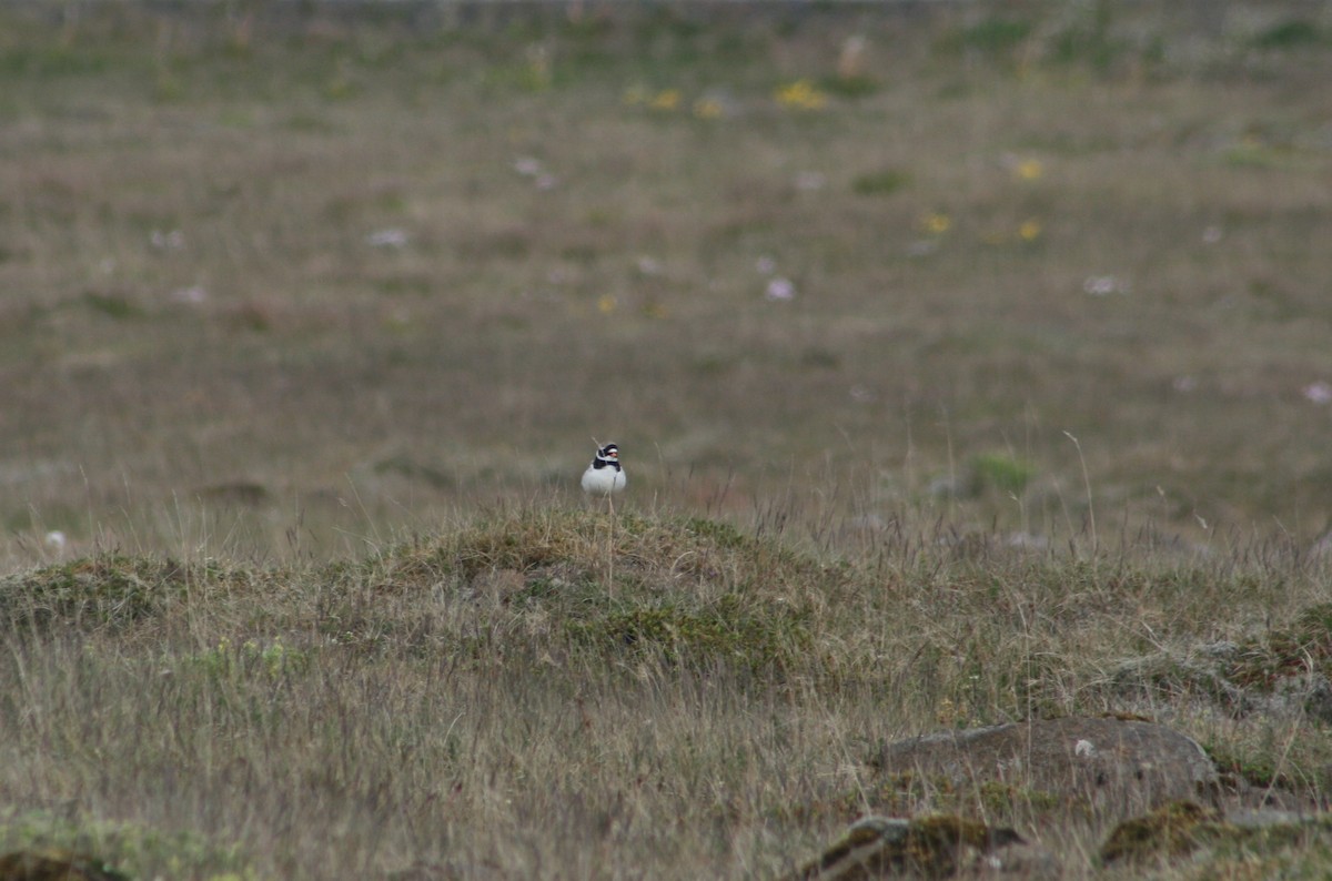 Common Ringed Plover - ML166583541