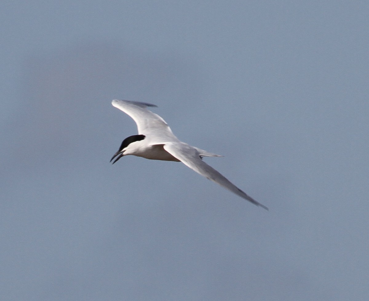 Gull-billed/Australian Tern - Colin Trainor