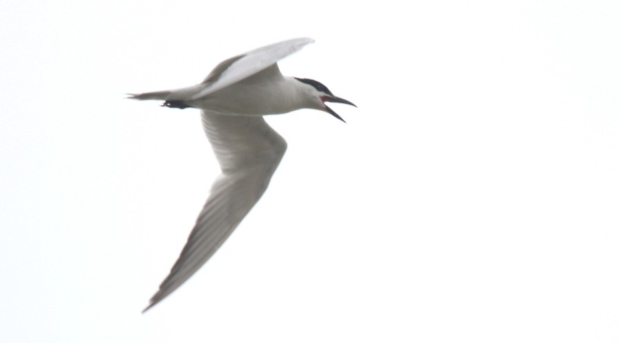 Gull-billed Tern - Paul Lewis
