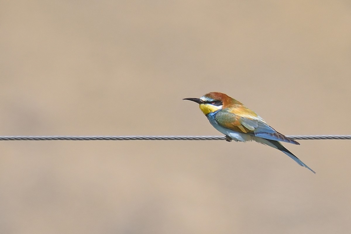 European Bee-eater - Rajesh Panwar