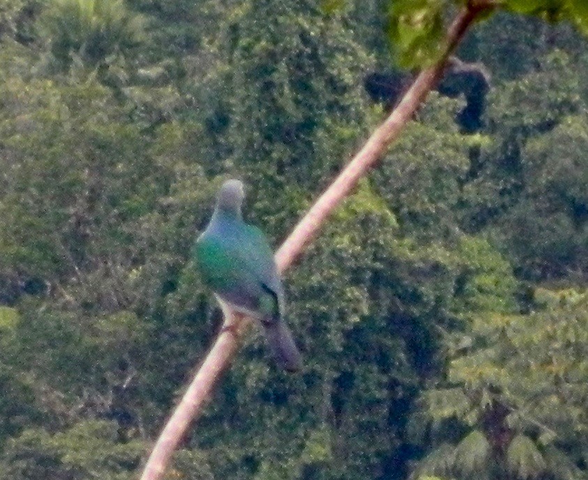 Spectacled Imperial-Pigeon - ML166588491
