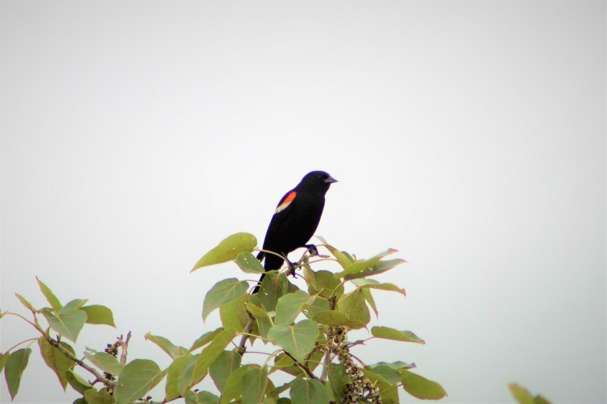 Red-winged Blackbird - Shawn Morneault