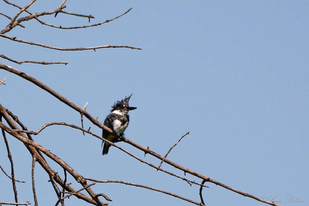 Belted Kingfisher - ML166594231