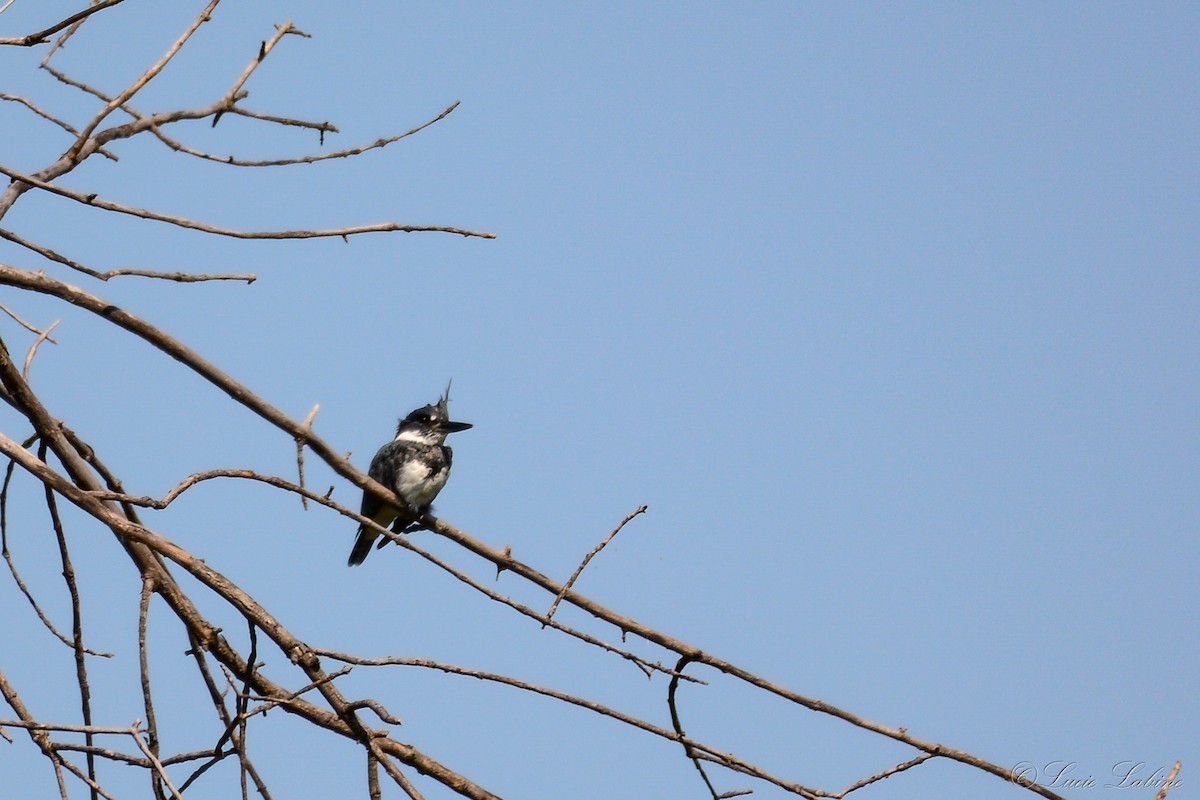 Belted Kingfisher - Lucie Labine