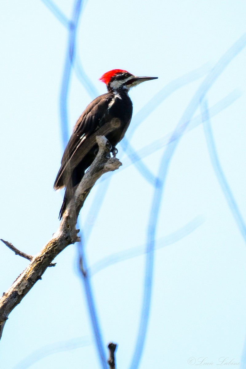 Pileated Woodpecker - ML166594301