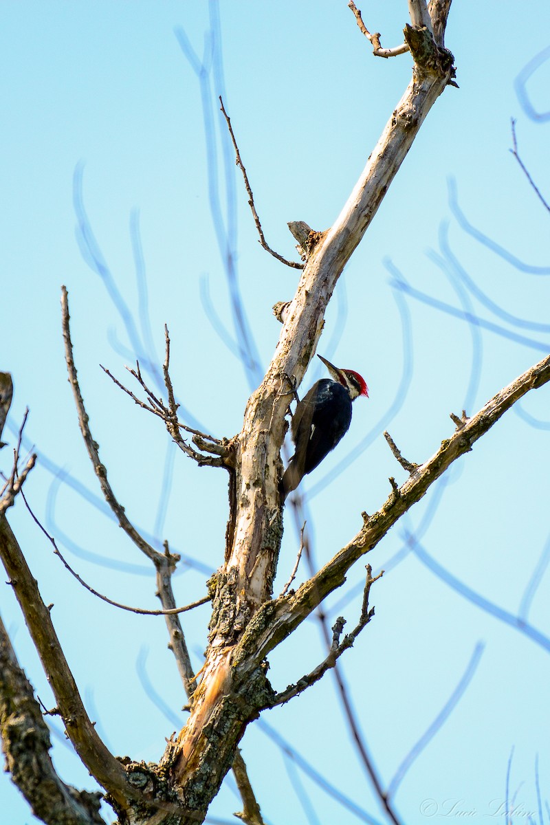 Pileated Woodpecker - ML166594351