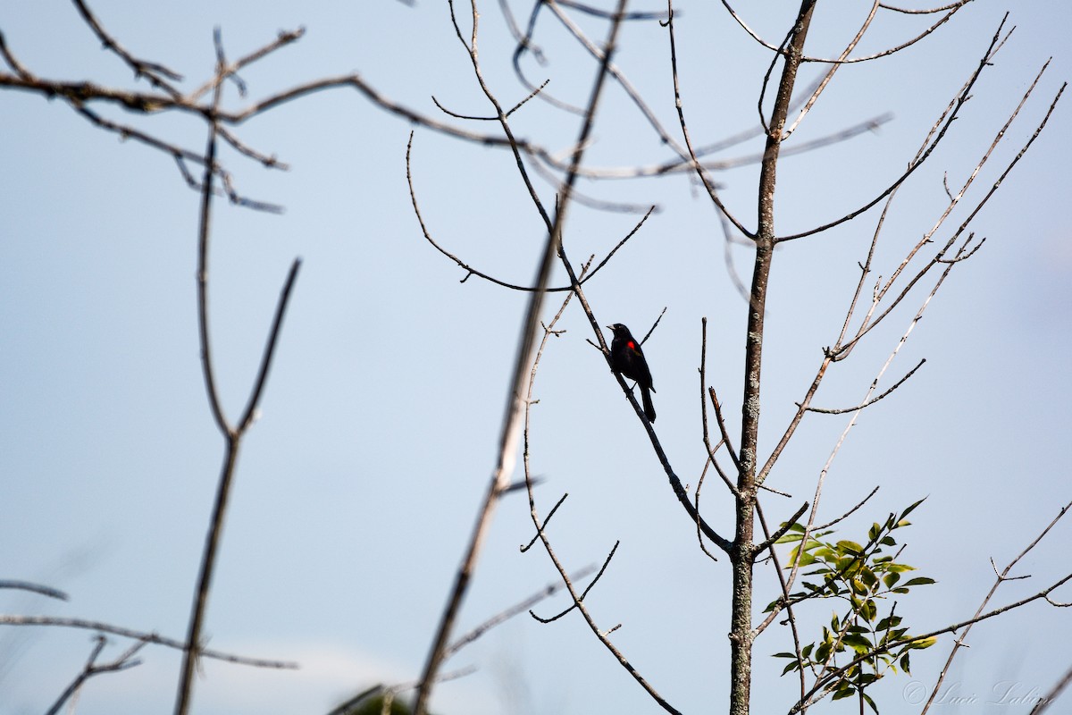Red-winged Blackbird - Lucie Labine