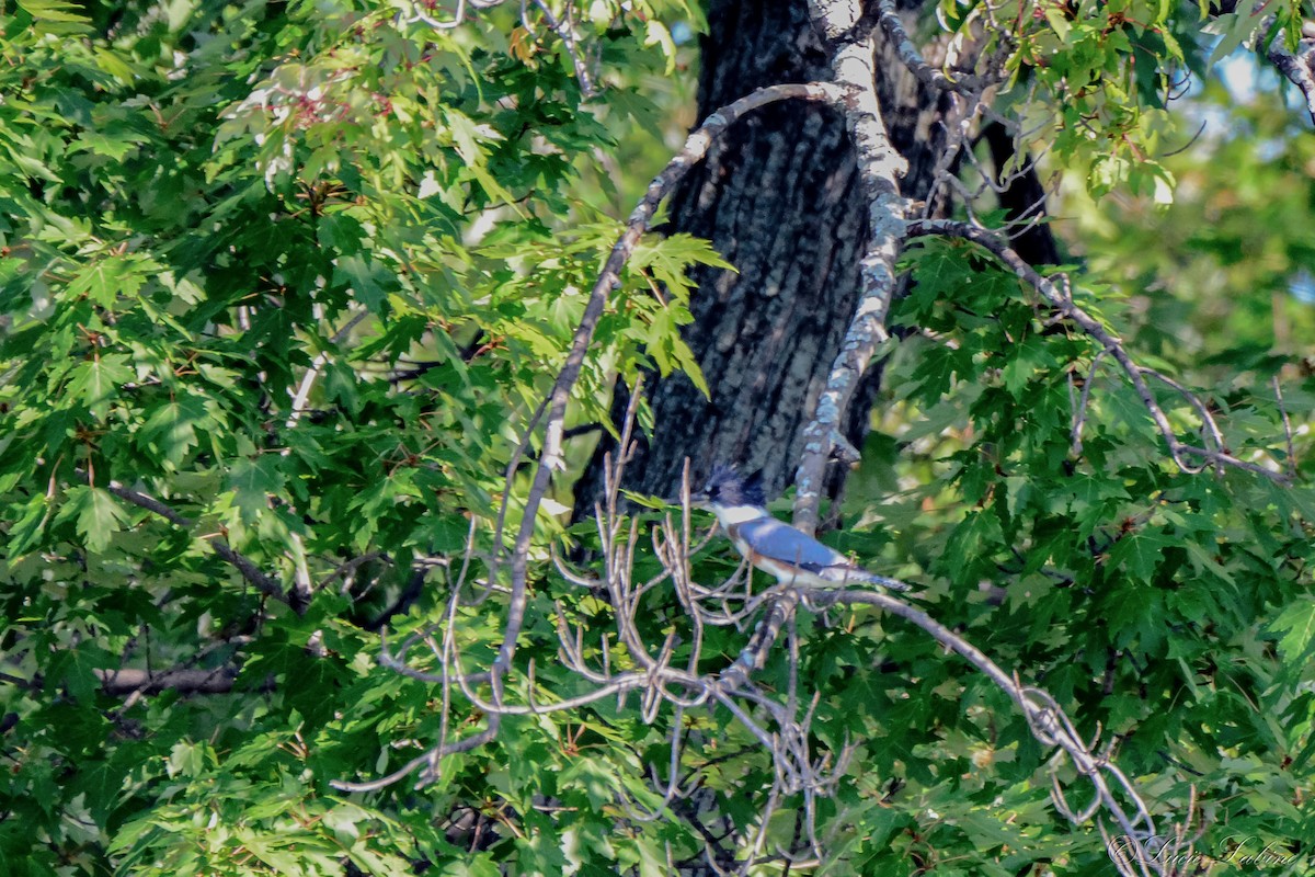 Belted Kingfisher - ML166595421