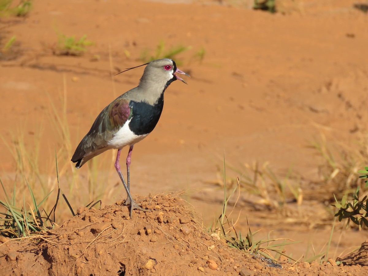 Southern Lapwing - John Perry