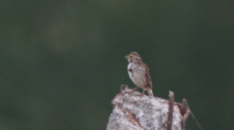 Savannah Sparrow - ML166602181