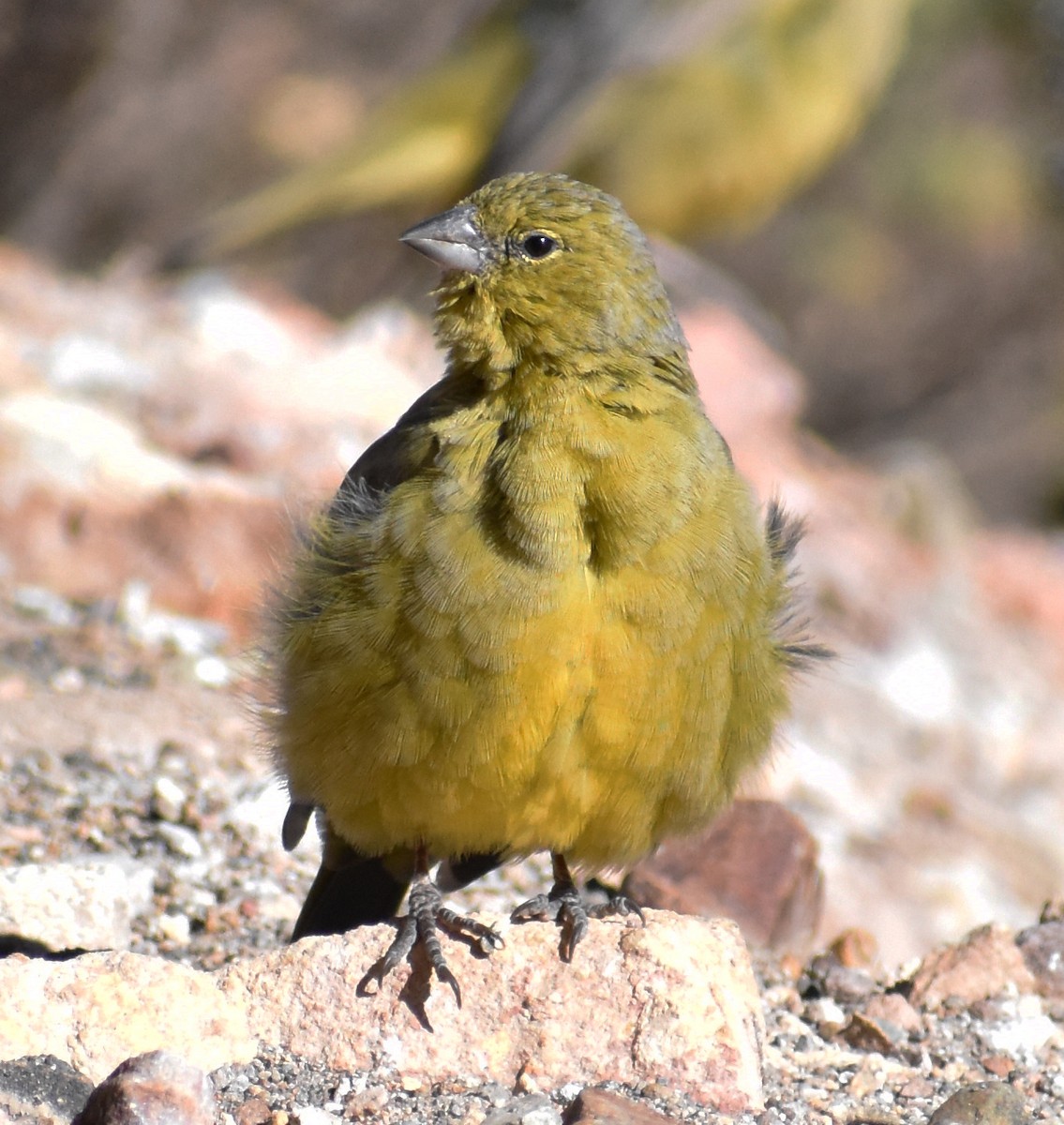 Greenish Yellow-Finch - ML166606401