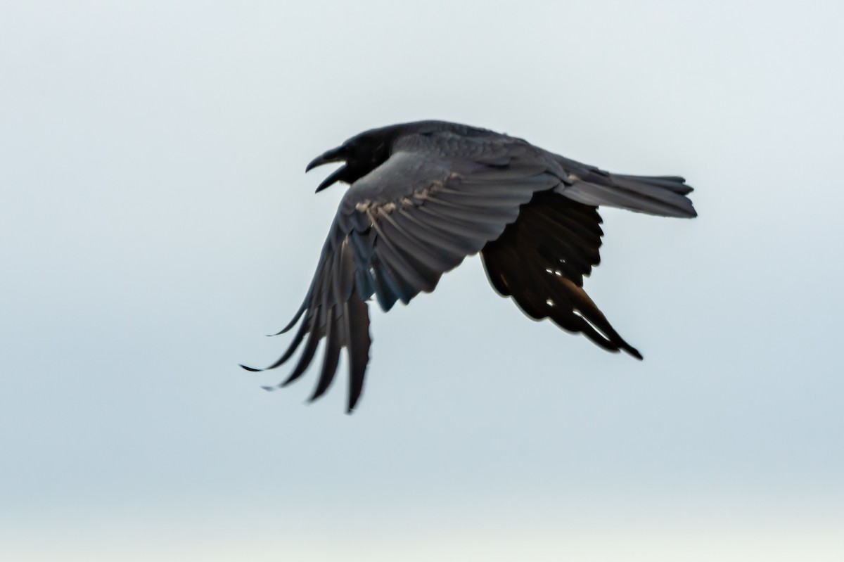 Common Raven - James Hoagland