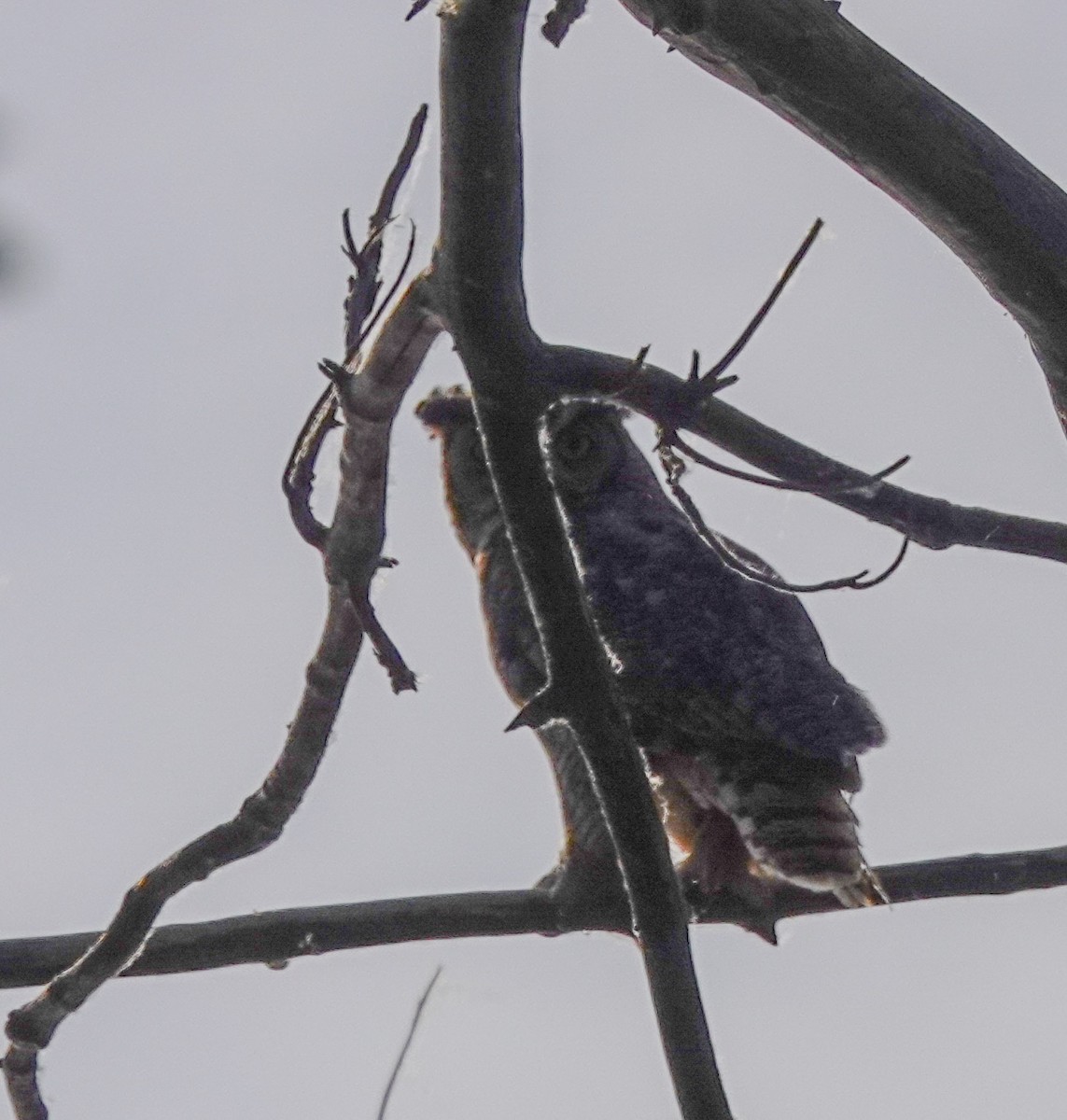 Great Horned Owl - ML166609001