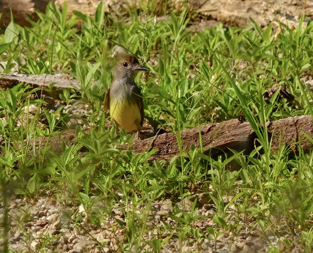 Great Crested Flycatcher - Larry Theller
