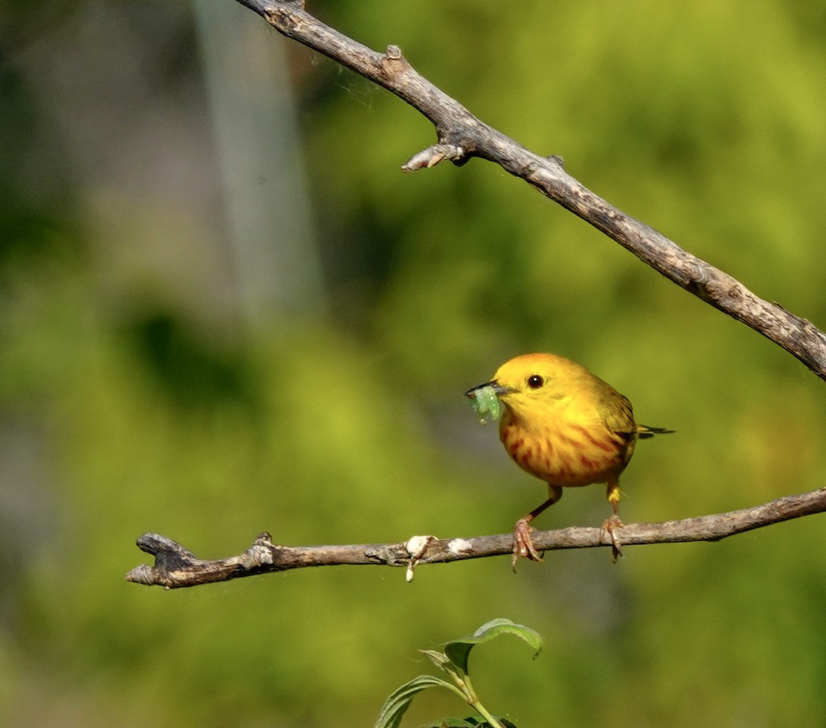 Yellow Warbler - Larry Theller