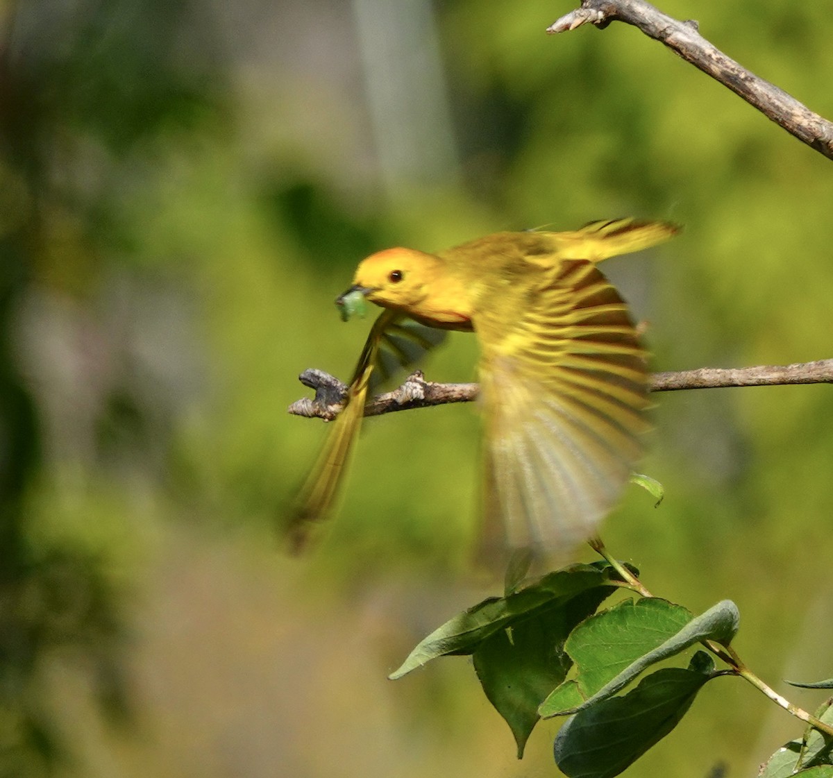 Yellow Warbler - Larry Theller