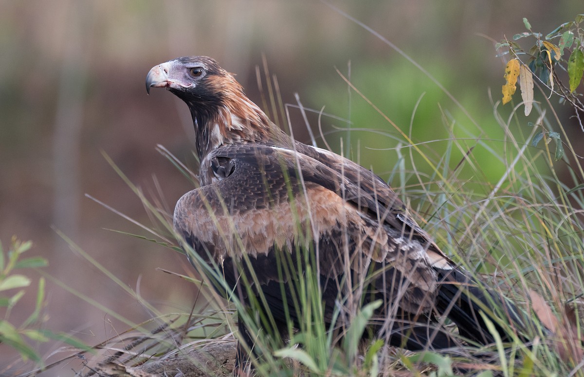 Wedge-tailed Eagle - Chris Barnes