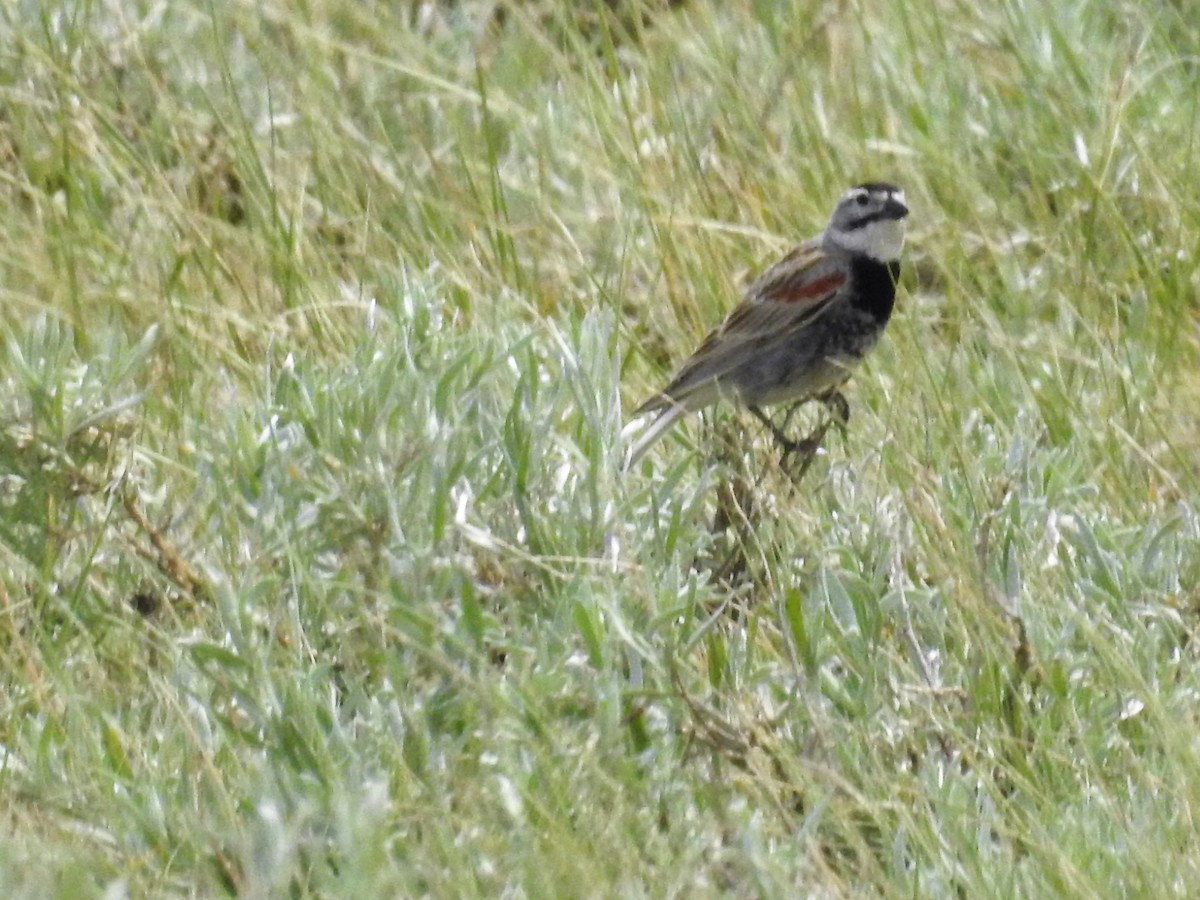 Thick-billed Longspur - Tina Toth