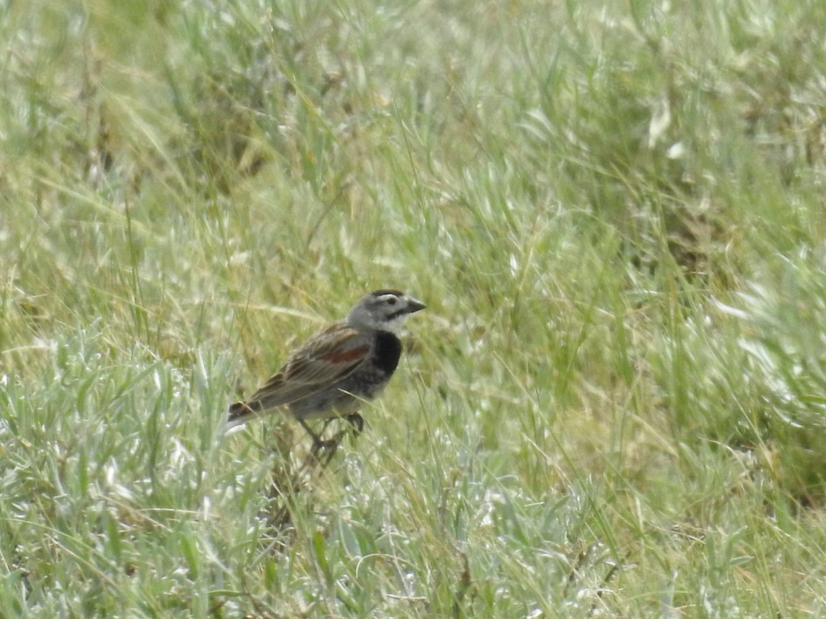 Thick-billed Longspur - ML166611751