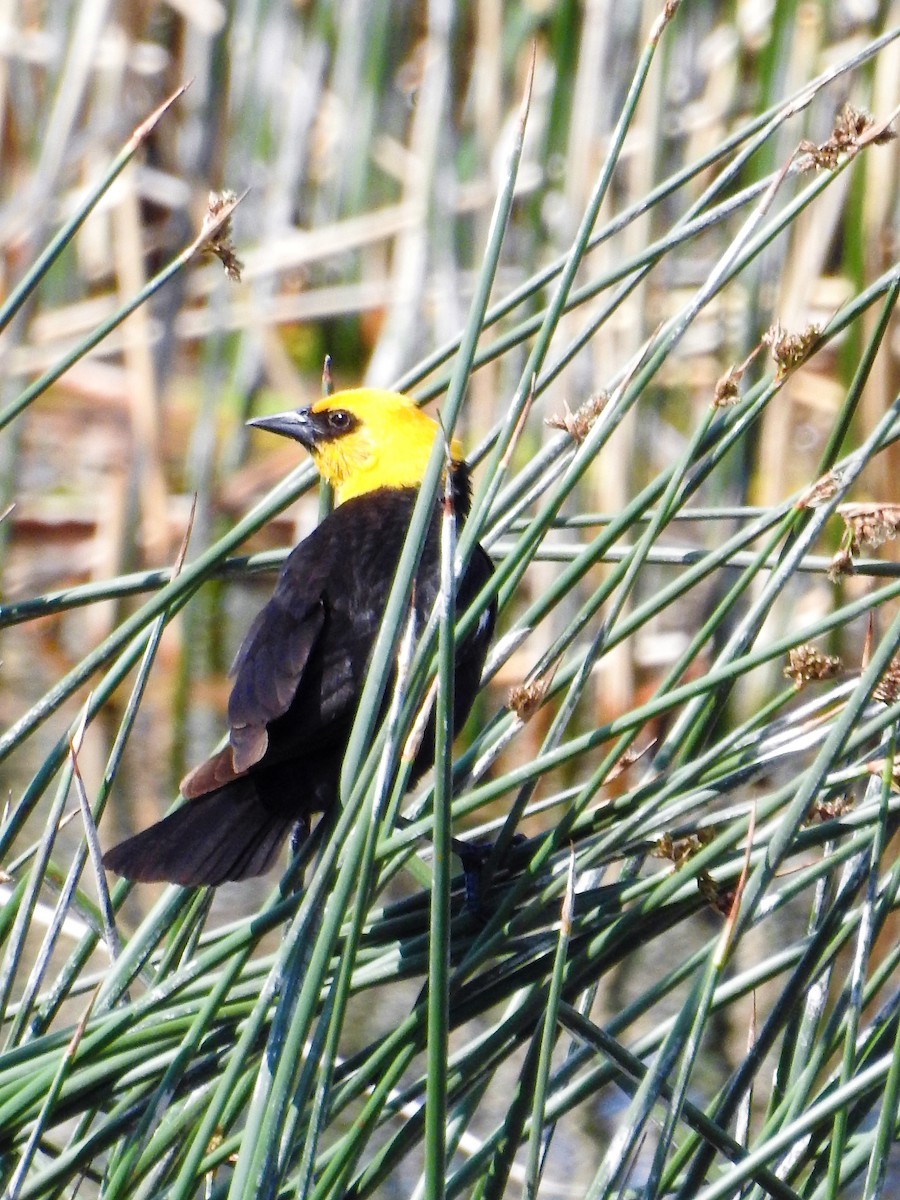 Yellow-headed Blackbird - ML166612161