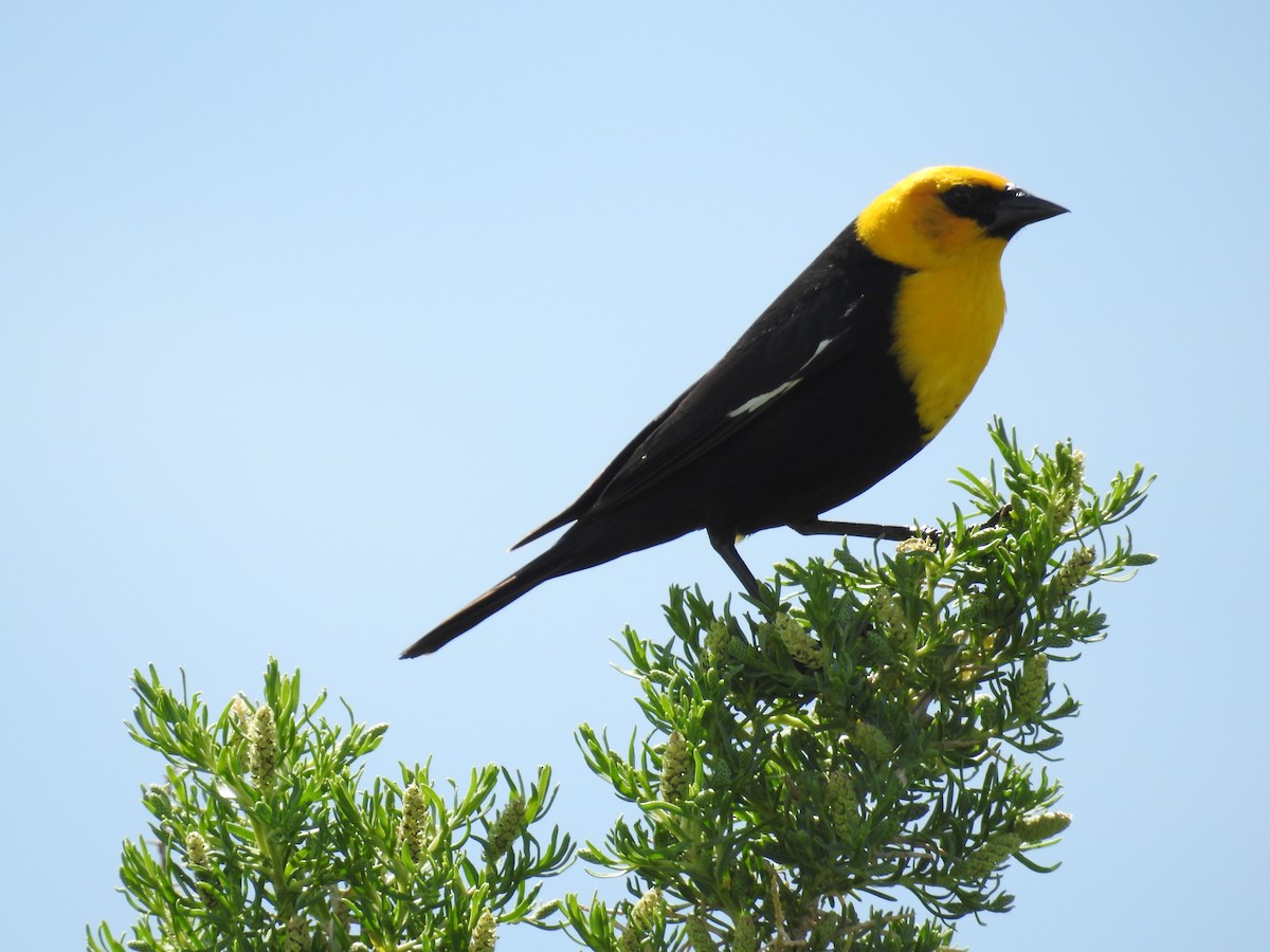 Yellow-headed Blackbird - ML166612181