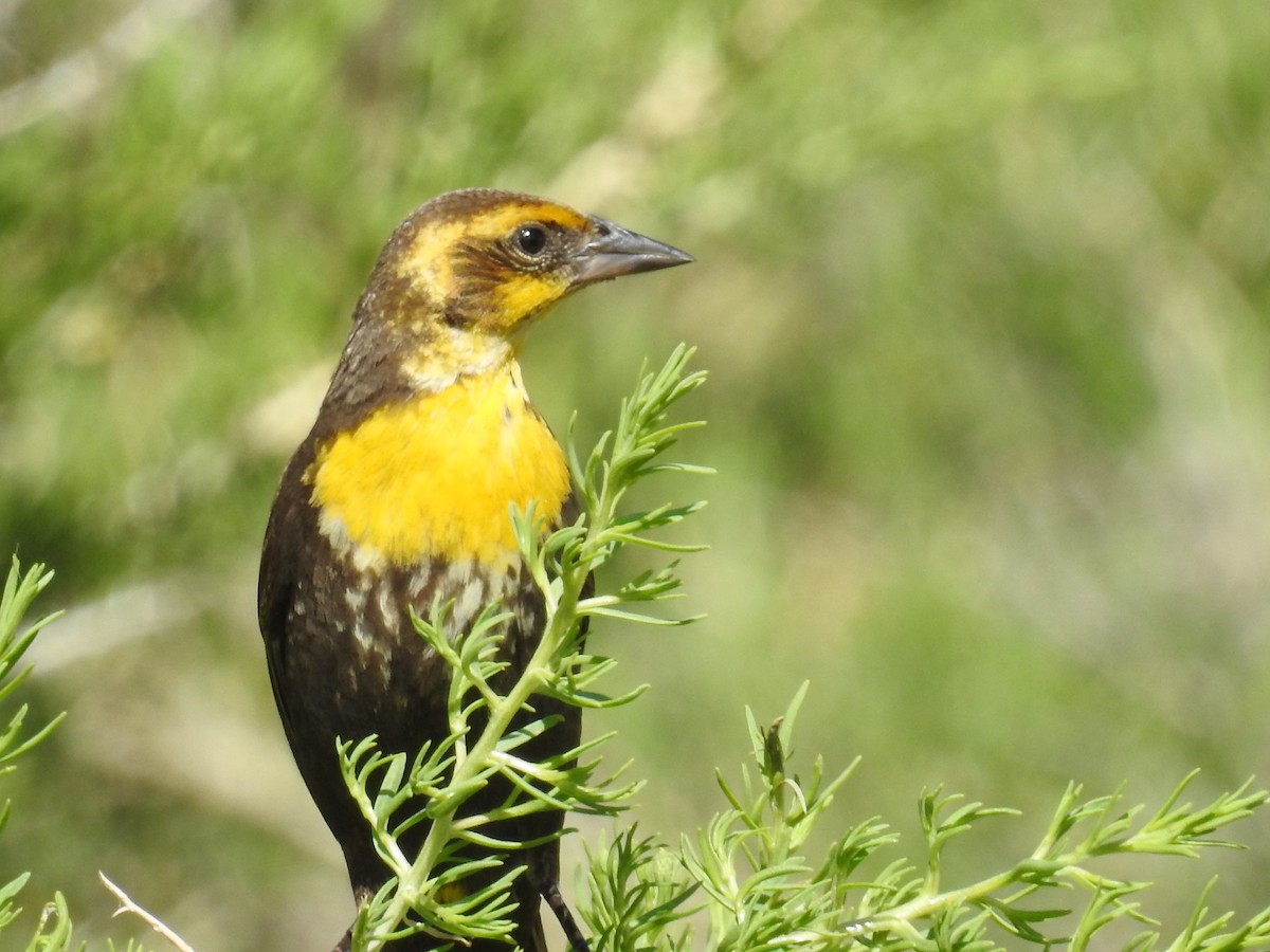 Yellow-headed Blackbird - ML166612191
