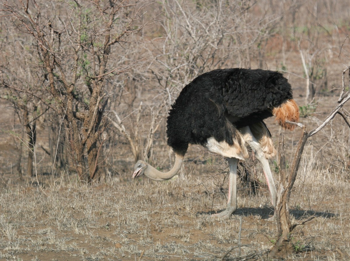 Common Ostrich - Geoff Dennis