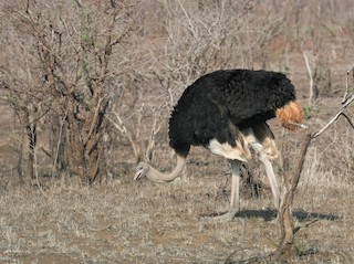 Common Ostrich, ML166612391
