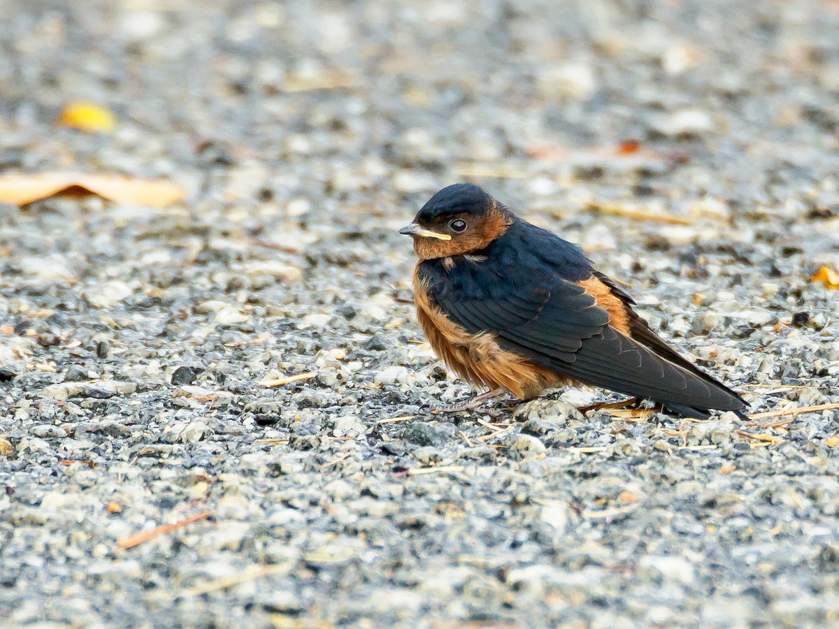 Rufous-bellied Swallow - Karyne Wee