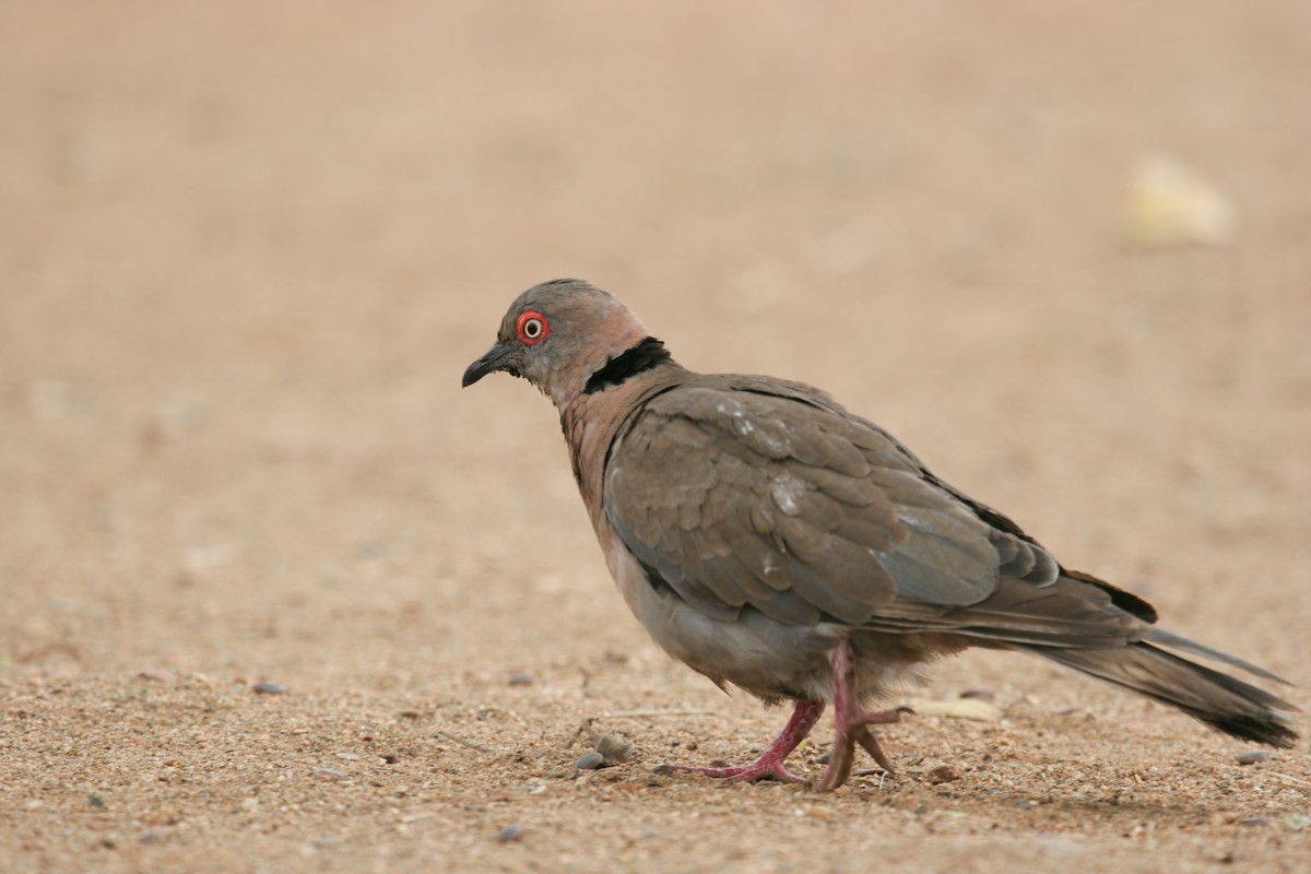 Mourning Collared-Dove - ML166619231