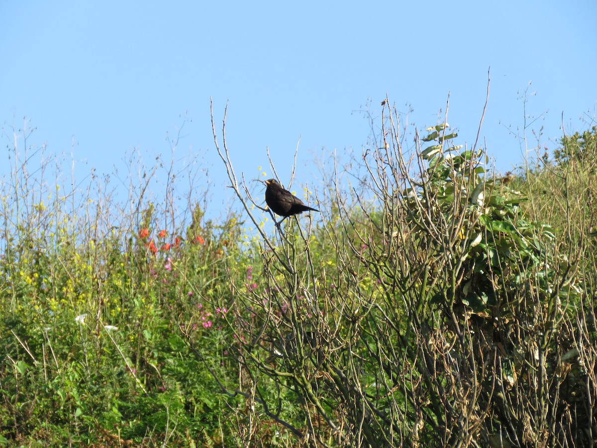 Eurasian Blackbird - ML166621331